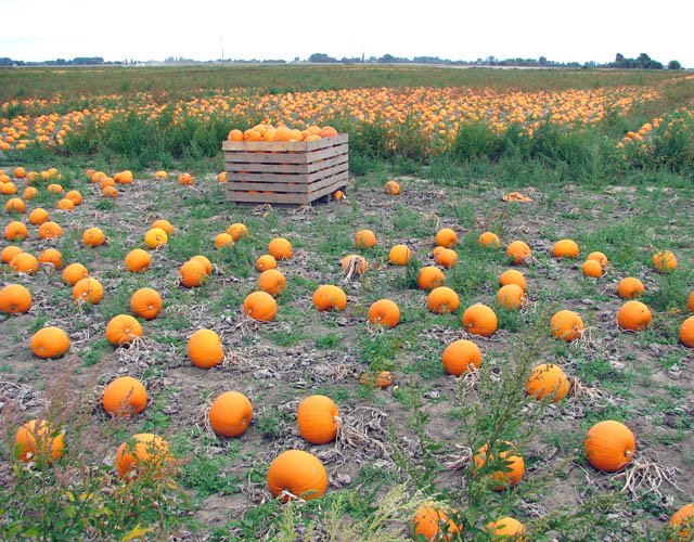 A crop of pumpkins in Euximoor Fen