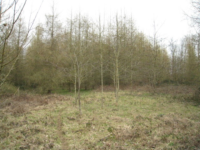 Picked Craft Copse