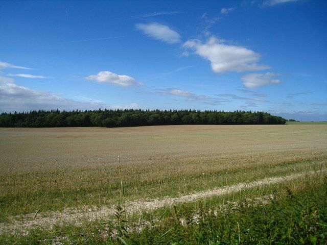 Summer in the Hampshire countryside