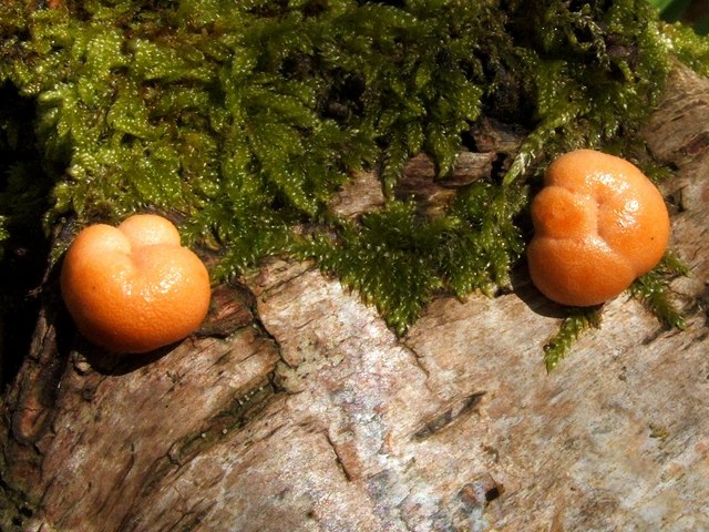 A slime mould - Lycogala terrestre