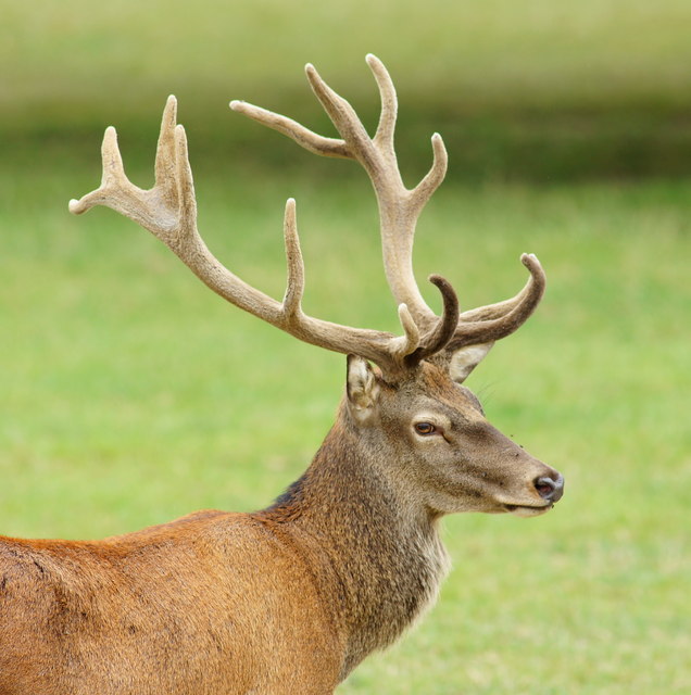 Red Deer at the British Wildlife Centre, Newchapel, Surrey