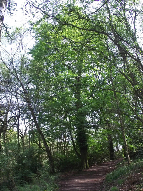 Horse Chestnut