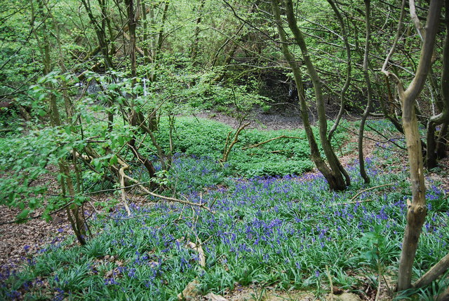 Bluebells in the wood