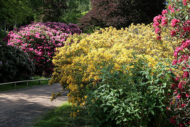 Rhododendrons in Abbotsford House grounds