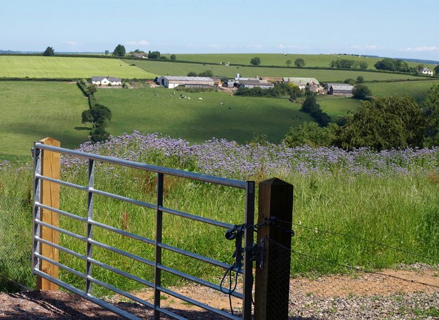 Phacelia near Staple Cross