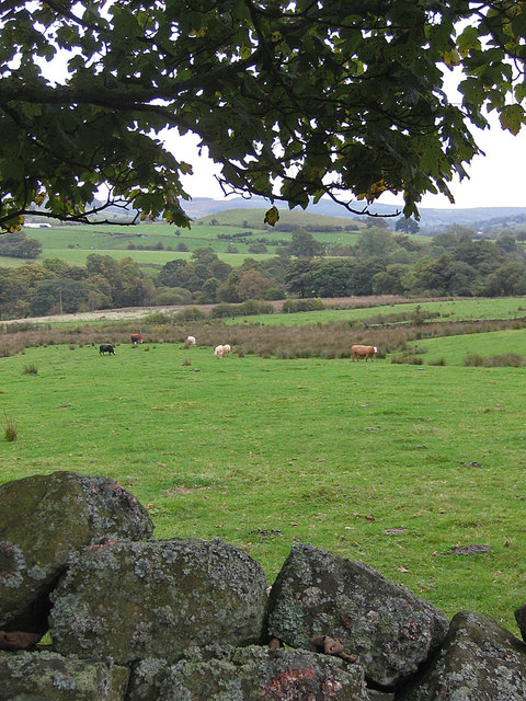 Cattle grazing in Rosedale