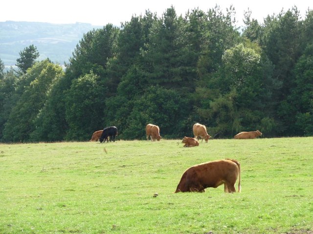 Cattle grazing near Cawthorne Park