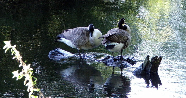 Canada Geese