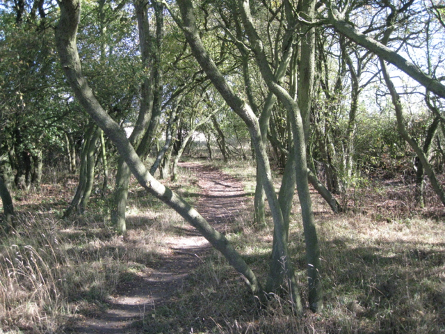 Oak coppice near Hungerfield Farm