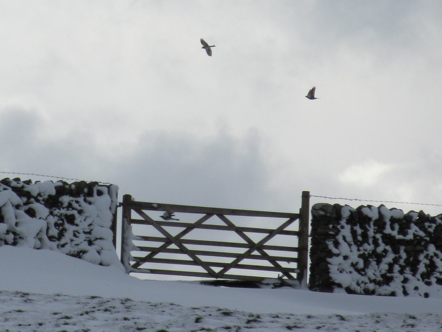 Field gate and birds north of Newhouses