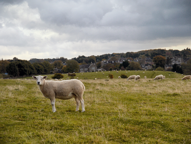 Sheep Pasture at Corbridge