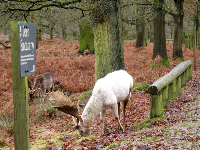 White deer in the sanctuary at Dunham