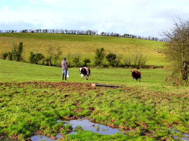 Feeding cattle, Moylagh