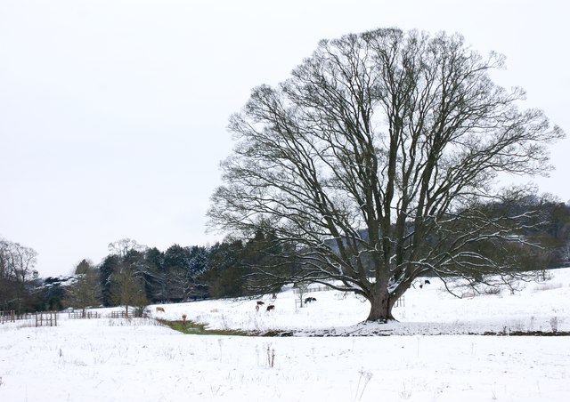 Abbey Park in the snow