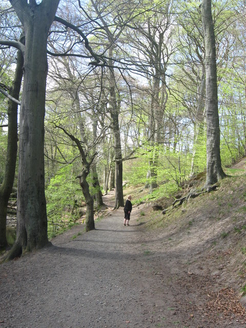 Riverside walk through Holywell Dene