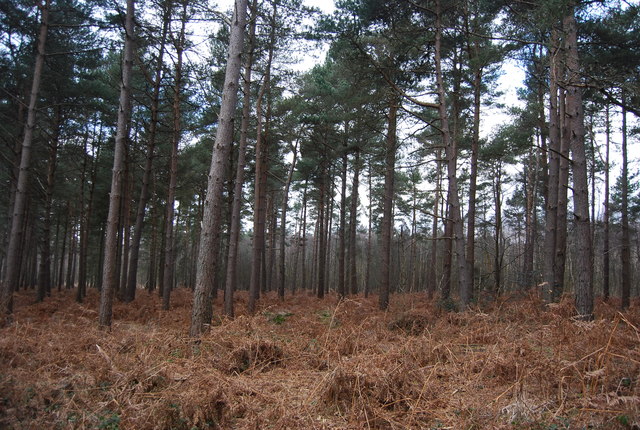 Broadwater Forest