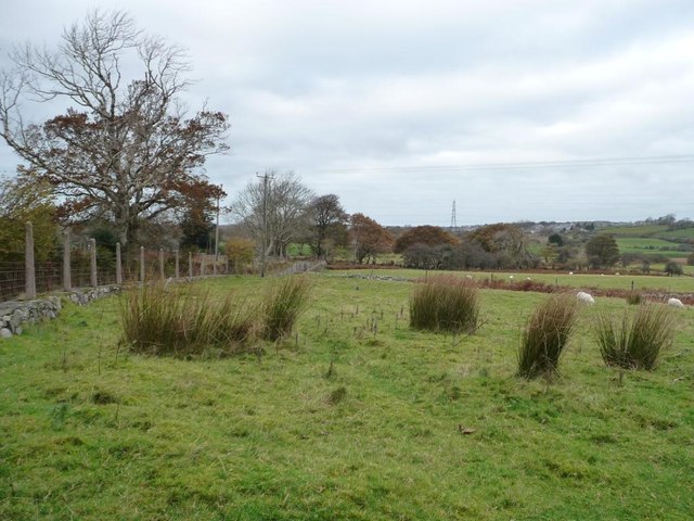 The 'rough' in rough grazing, near Taldrwst