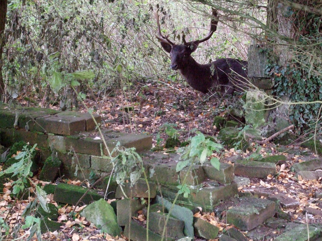 Deer, Sterts Farm, near Upper Inglesham