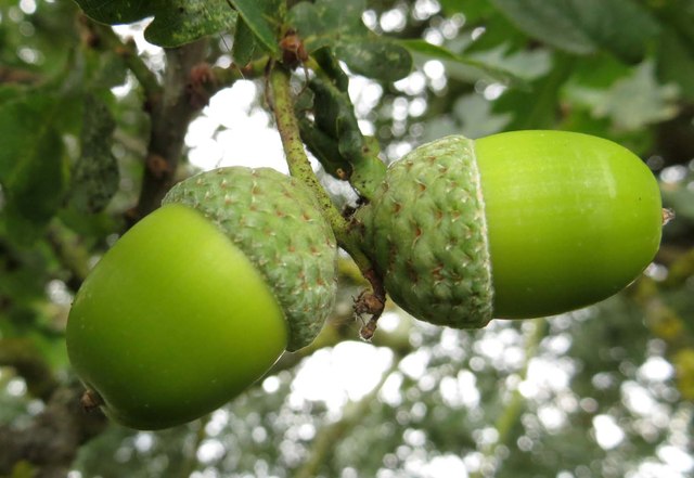 Acorns by Common Lane