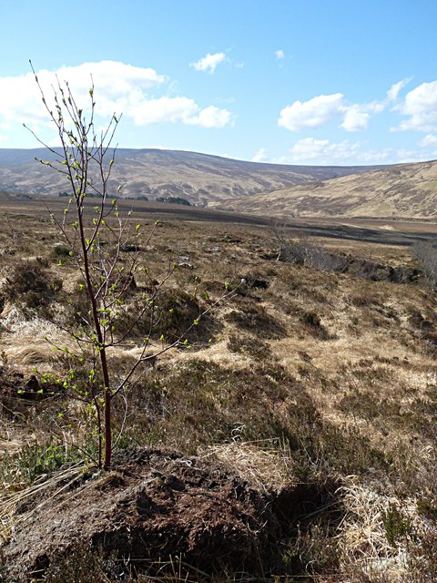 Tree planting, Glen Cassley, Sutherland