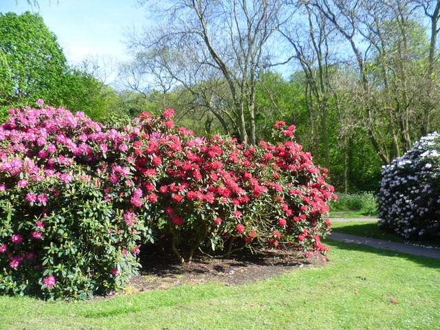 Rhododendrons in flower near Lesnes Abbey