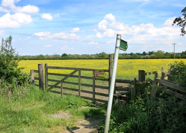 Footpath through Buttercups