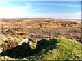  : Line of Grouse Butts, Danby Low Moor by Mick Garratt