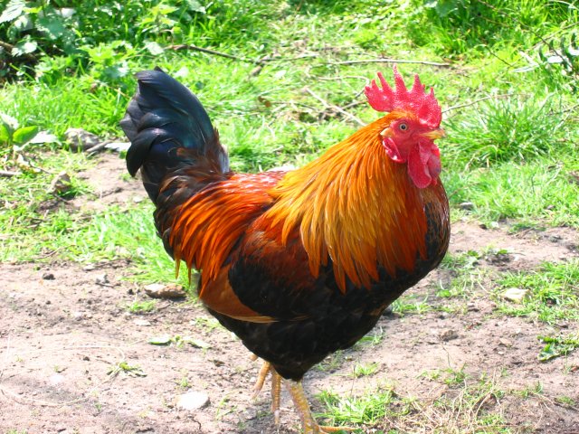 Feral chicken