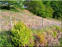  : Roadside Verge, Mornish by Mick Garratt