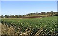 NT9653 : Agricultural land near High Letham by Walter Baxter