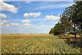  : Field at Flint Cross by Bob Jones