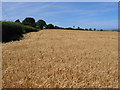 TA0976 : Farmland South of Hunmanby by Stephen Horncastle