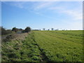  : Field of crops, beside road from Epping. by O O'Brien