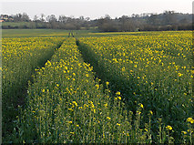  : Oil-seed rape, Carswell Marsh by Andrew Smith