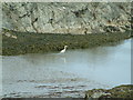 SN0439 : Grey Heron at Cat Rock, Parrog by Robin Lucas