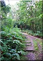  : Footpath in Bagnall Woods by Debbie Turner