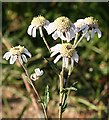 NJ3647 : Sneezewort (Achillea ptarmica) by Anne Burgess