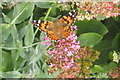 TM0733 : Painted Lady butterfly by M J Richardson