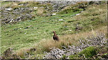  : Red Grouse on the moor. by Gordon Hatton