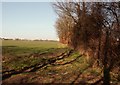  : Footpath to Runsell Green by Robert Edwards