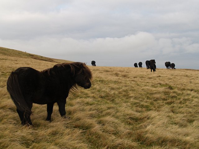 Fell ponies, West Fell