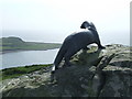 NX3640 : Maxwell's Otter looks over Front bay by Roger Nunn