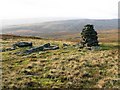  : Currick on Langdon Fell (2) by Mike Quinn