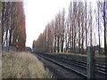 TQ8665 : Poplar trees beside railway line by Richard Dorrell