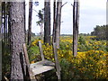  : Lower Clashmore Wood near Walled Fields by Sarah McGuire