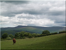  : Above Llangynidr: grazing land (Black Mountains in the distance) by Keith Salvesen