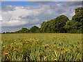  : Wheat, Chaddleworth by Andrew Smith