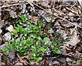 NJ2960 : Heath Speedwell (Veronica officinalis) by Anne Burgess