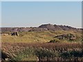 SS7884 : Tip and reed bed at Margam steelworks by Mick Lobb