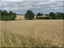  : Oldbury Farm crops by Peter Whatley